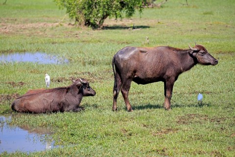 Water buffalo (Bubalis bubalis)