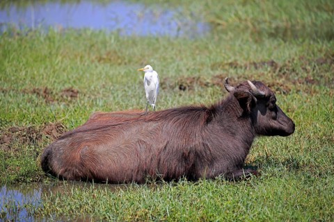 Water buffalo (Bubalis bubalis)