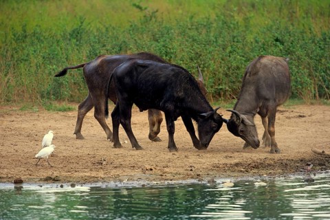 Water buffalo (Bubalis bubalis)