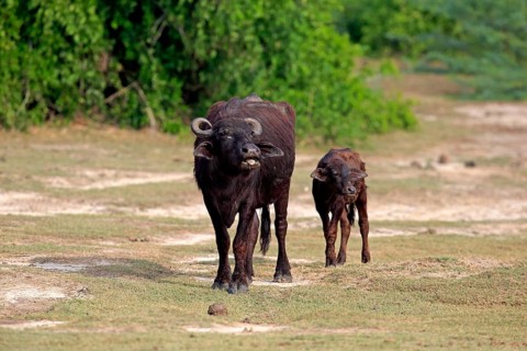 Water buffalo (Bubalis bubalis)