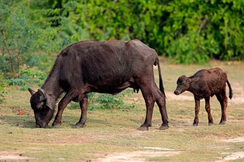 Water buffalo (Bubalis bubalis)