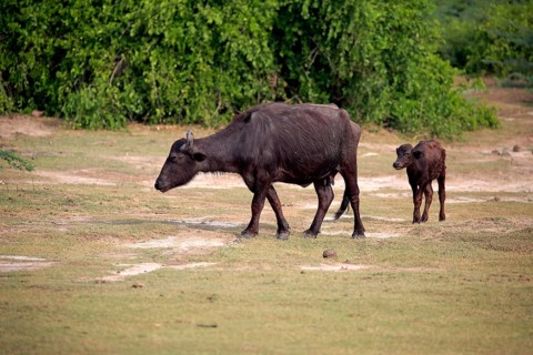 Water buffalo (Bubalis bubalis)