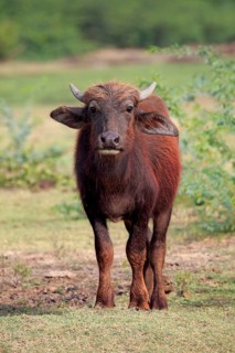 Water buffalo (Bubalis bubalis) calf