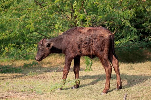 Water buffalo (Bubalis bubalis) calf