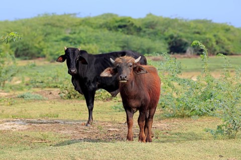 Water buffalo (Bubalus bubalis)