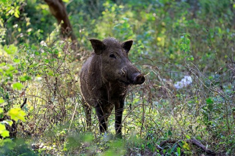 Wild boar (Sus scrofa affinis)