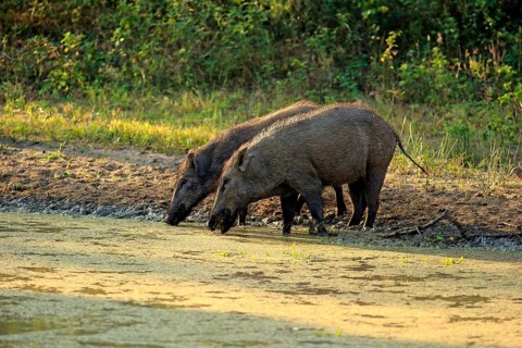 Wild boar (Sus scrofa affinis)