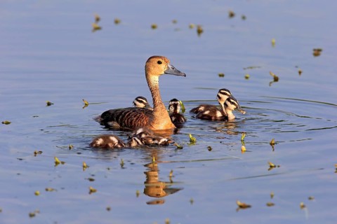 Lesser whistling duck (Dendrocygna javanica)
