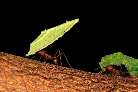 Leafcutter ants (Atta sexdens) transporting cut leaves