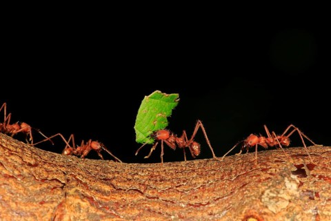 Leafcutter ants (Atta sexdens) transporting cut leaves