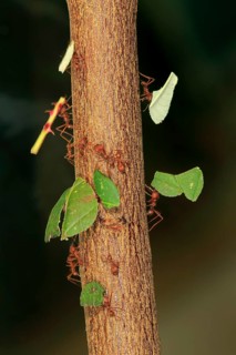 Leafcutter ants (Atta sexdens) transporting cut leaves