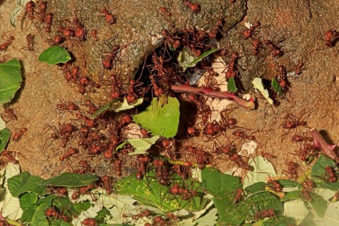 Leafcutter ants (Atta sexdens) transporting cut leaves