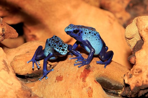 Dyeing dart frogs or tincs (Dendrobates tinctorius)
