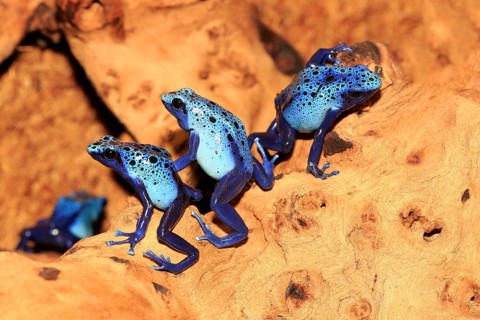 Dyeing dart frogs or tincs (Dendrobates tinctorius)
