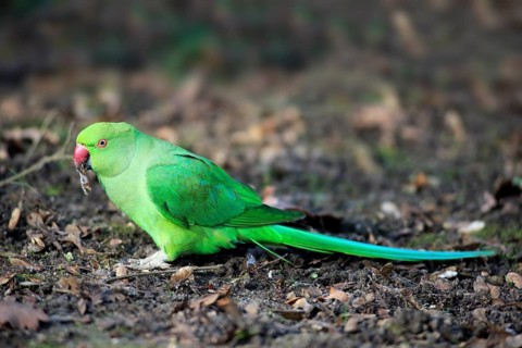 Rose-ringed parakeet or ring-necked parakeet (Psittacula krameri)