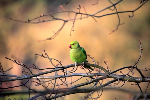 Rose-ringed parakeet or ring-necked parakeet (Psittacula krameri)