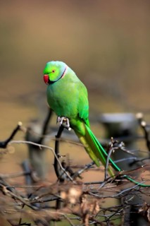 Rose-ringed parakeet or ring-necked parakeet (Psittacula krameri)