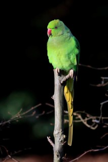 Rose-ringed parakeet or ring-necked parakeet (Psittacula krameri)