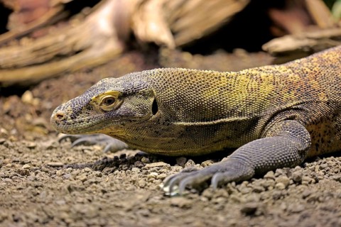 Komodo dragon or Komodo monitor (Varanus komodoensis)