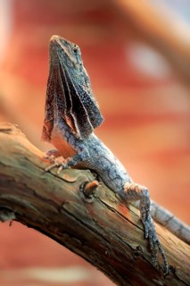 Frilled-neck lizard