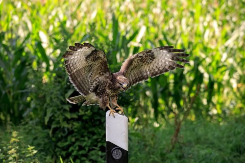 Common buzzard (Buteo buteo)
