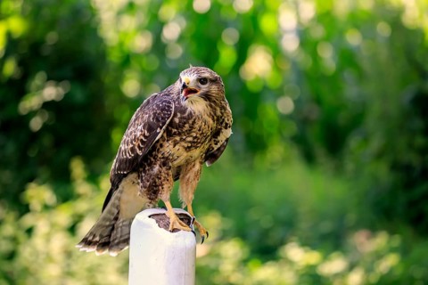 Common buzzard (Buteo buteo)