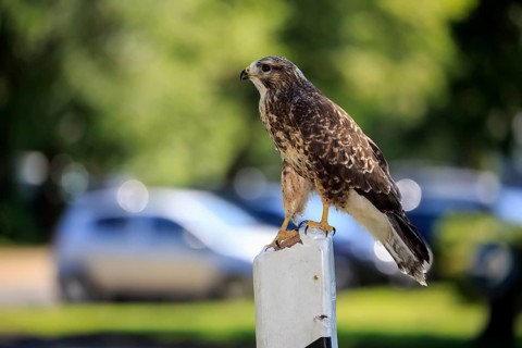Common buzzard (Buteo buteo)