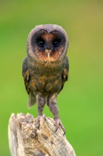 Sao Tome Barn Owl (Tyto thomensis)