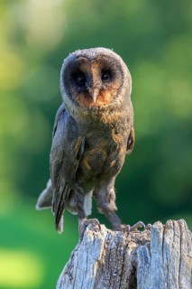 Sao Tome Barn Owl (Tyto thomensis)
