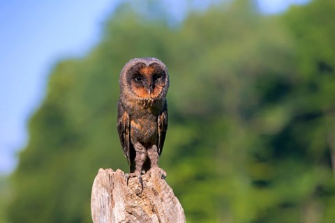 Sao Tome Barn Owl (Tyto thomensis)