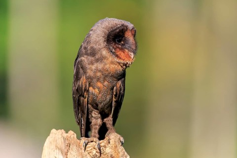 Sao Tome Barn Owl (Tyto thomensis)