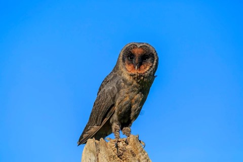 Sao Tome Barn Owl (Tyto thomensis)