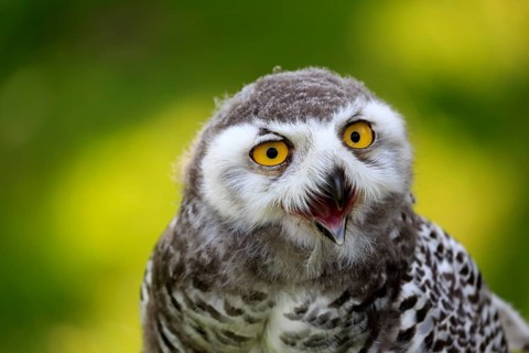 Snowy owl (Bubo scandiacus)