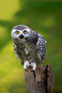 Snowy owl (Bubo scandiacus)