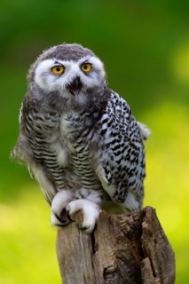 Snowy owl (Bubo scandiacus)