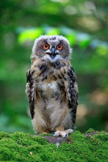 Eurasian eagle-owl (Bubo bubo)