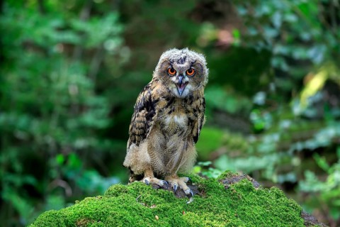 Eurasian eagle-owl (Bubo bubo)