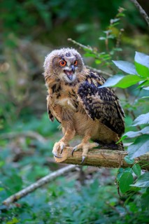 Eurasian eagle-owl (Bubo bubo)
