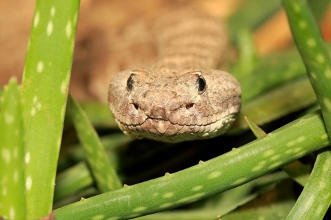 Western rattlesnake or prairie rattlesnake (Crotalus viridis)