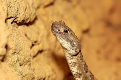 Western rattlesnake or prairie rattlesnake (Crotalus viridis)