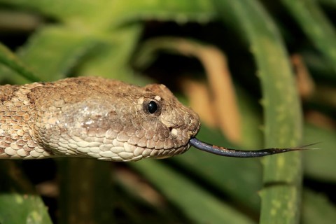 Western rattlesnake or prairie rattlesnake (Crotalus viridis)