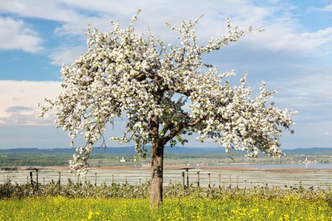 Spring mood with flowering fruit tree