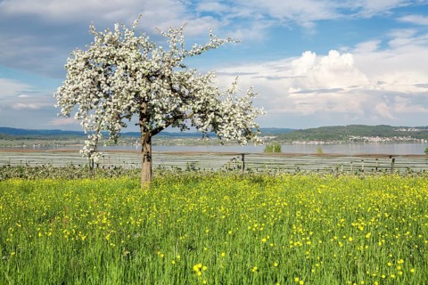 Spring mood with flowering fruit tree