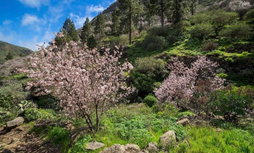 Blossoming almond trees (Prunus dulcis)