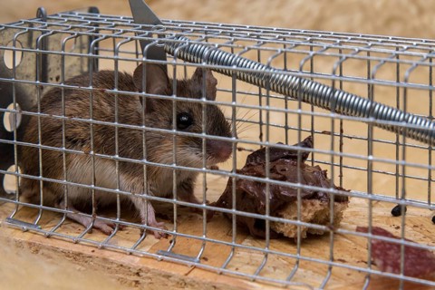 Mouse in mousetrap