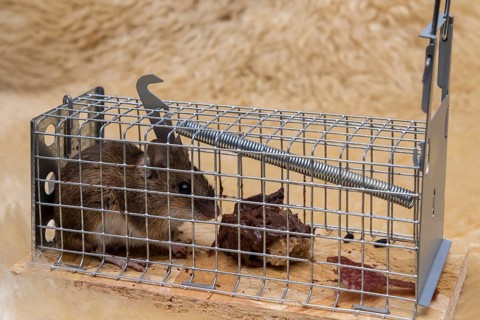 Mouse in mousetrap