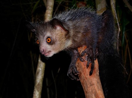 Aye-aye (Daubentonia madagascariensis)
