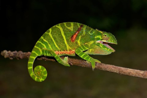 Female chameleon (Furcifer timoni)