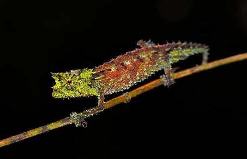 Male leaf chameleon (Brookesia vadoni)