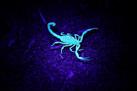 Malagasy scorpion under UV light